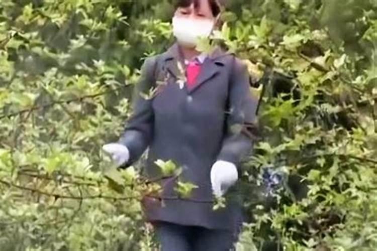 银杏树施什么肥最好