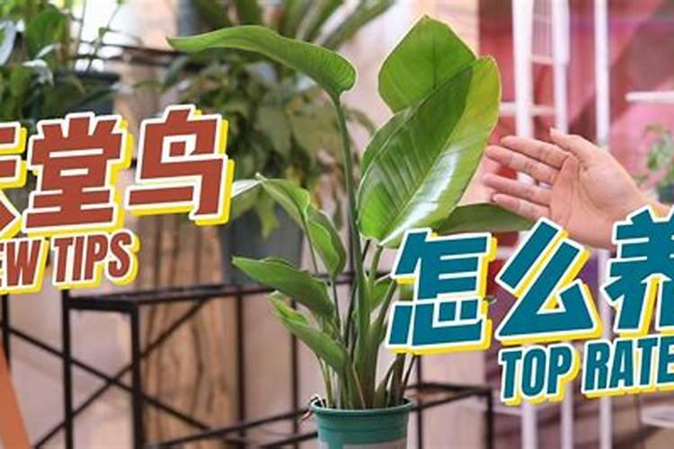 天堂鸟如何养护