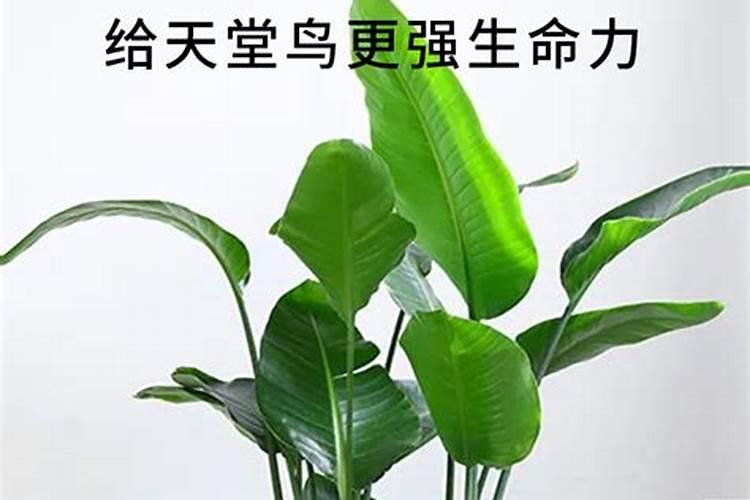 蓝妖:天堂鸟怎么养才能更旺盛？做好这5点,非常轻松