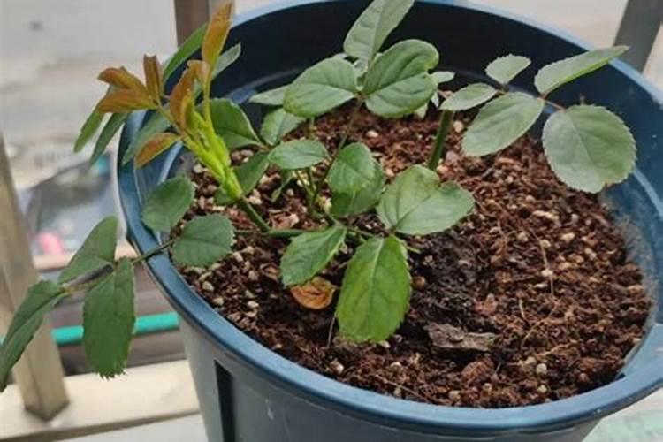 施什么肥让月季花开又多又大花瓣厚(自制月季花肥料)