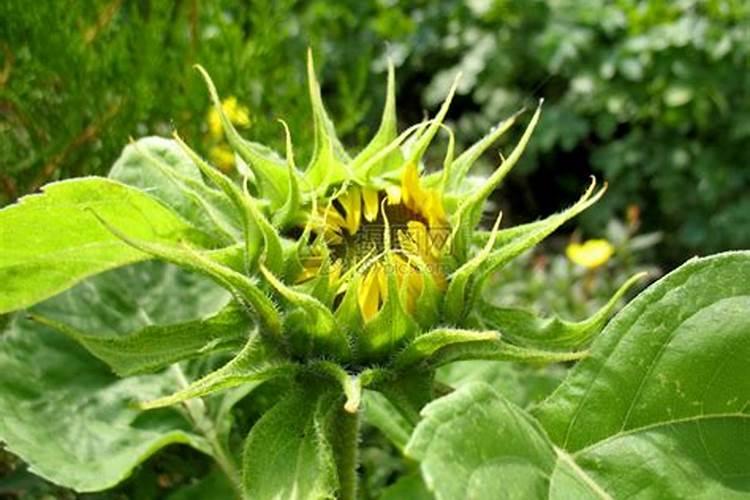 钾肥怎么用效果最好