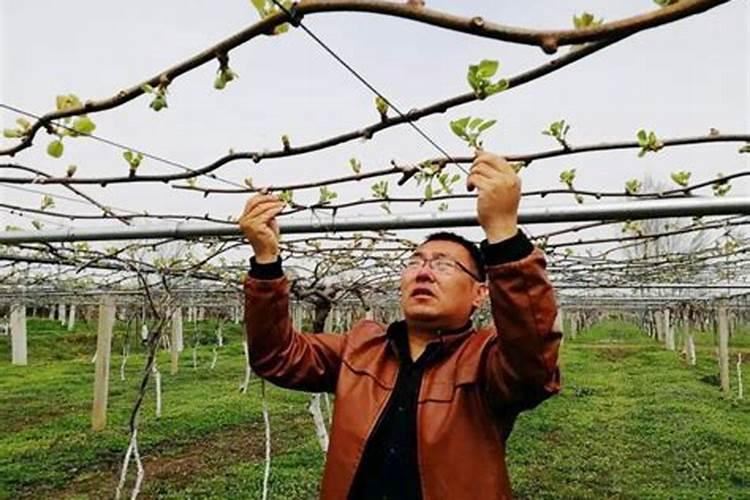 果树春天施什么肥料最好