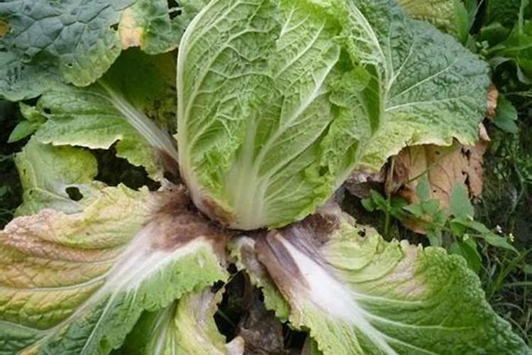 种白菜如何补施钙肥 白菜高产的方法是什么