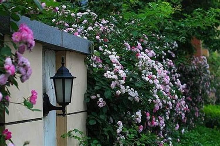 月季爬藤种植方法