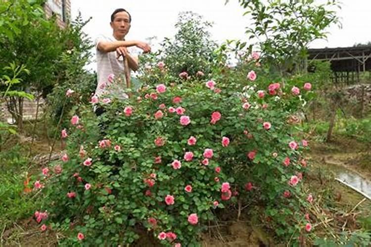 爬藤月季花的养殖方法