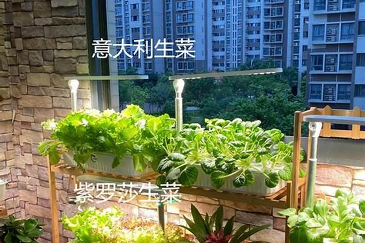 种菜一般菜叶喷什么莱才长得好