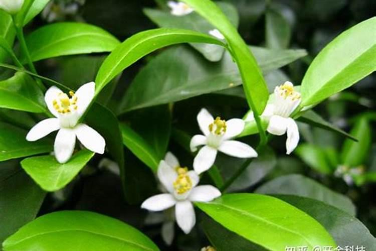 柑橘这样补硼, 花好叶好品质高