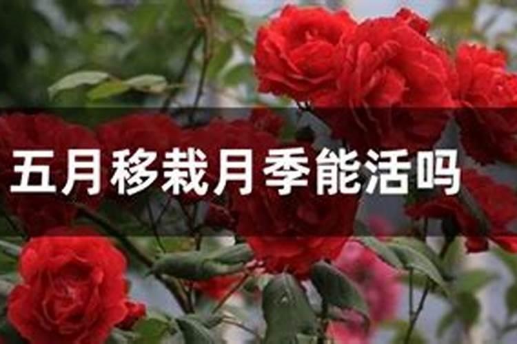 月季多久施一次肥