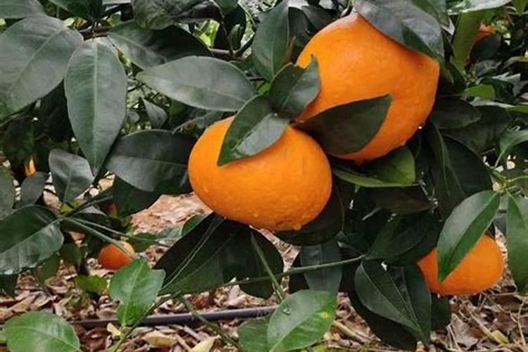 果树叶面肥简介