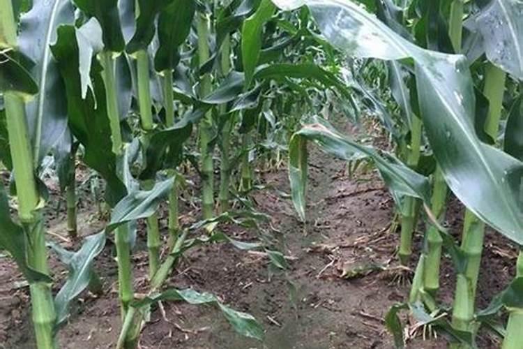 大白菜结球期分哪些阶段？该如何进行浇水追肥？