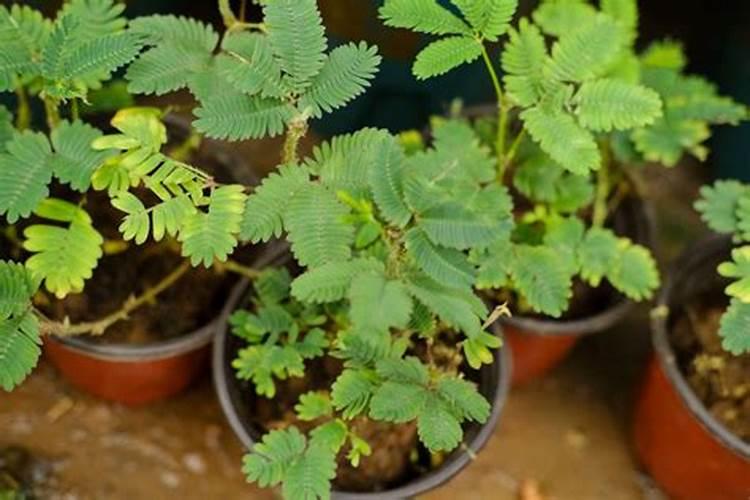 含羞草应该施什么肥？