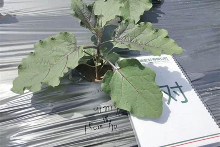 茄子施肥方法和注意事项