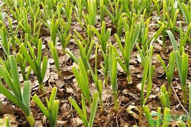 别让大蒜白种了!出土后不追肥会亏一半,老农都靠这 4 种肥提