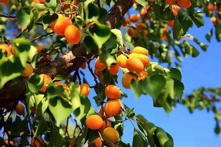 杏树最忌三种肥料