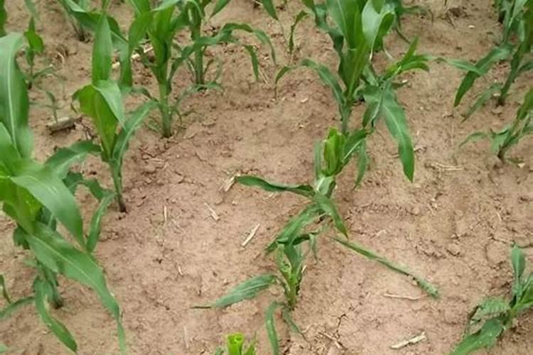 玉米生长慢打什么叶面肥好