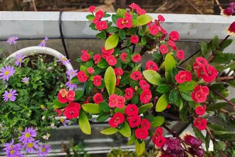 7月份大葱追肥用啥肥好