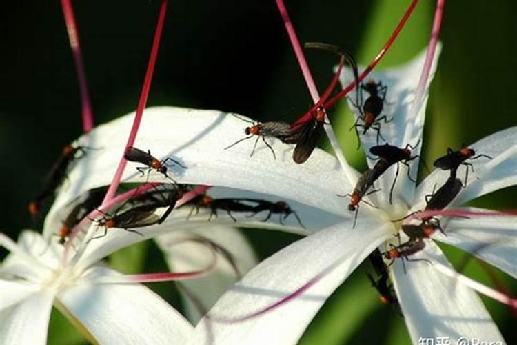 花椒树有那小虫虫。怎么办～