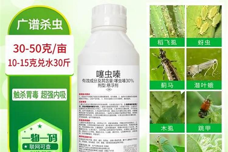 果树枝叶有黏的汁水怎么回事？