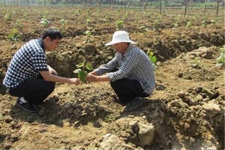 过磷酸钙可以兑水冲施吗 过磷酸钙的施用方法