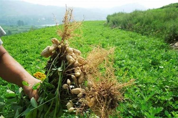 如何给花生追施钙肥？