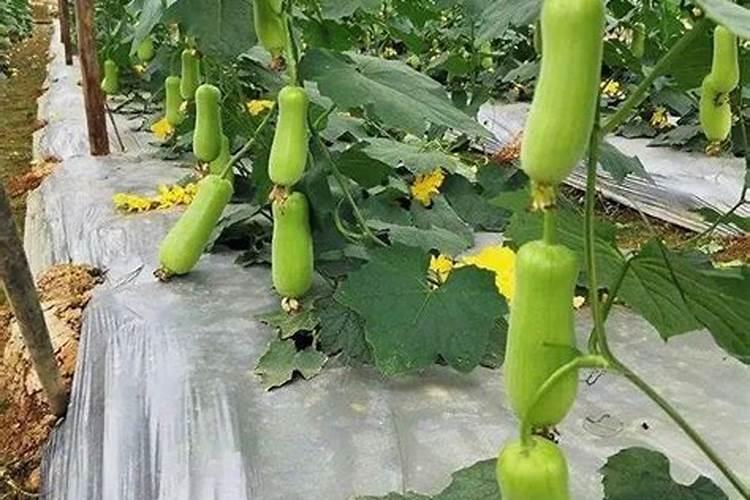 丝瓜肥水怎么管理