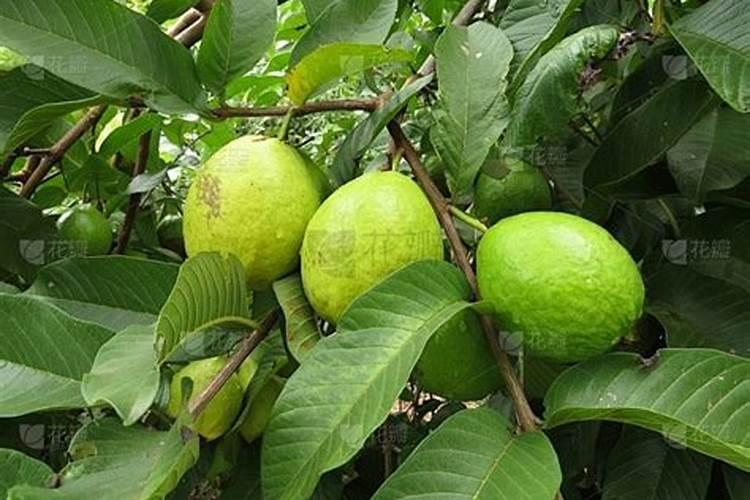 番石榴施什么肥更甜爽 想要番石榴甜爽要施什么肥