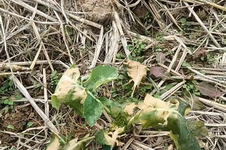 油菜打硼肥什么时候打好