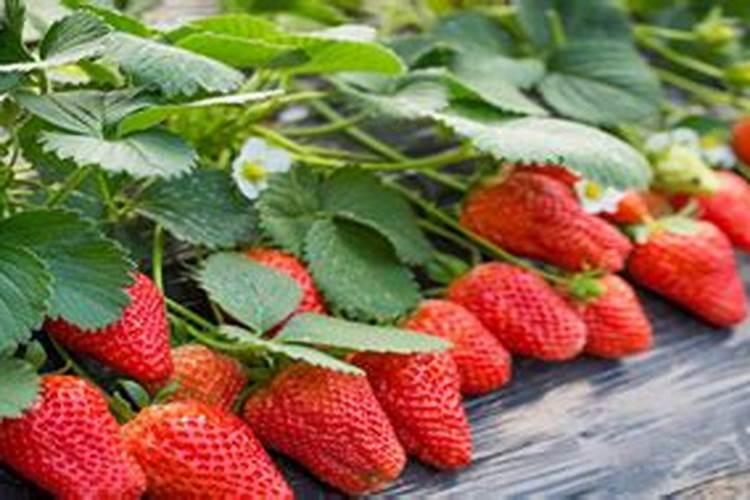 草莓秧子怎么种植方法