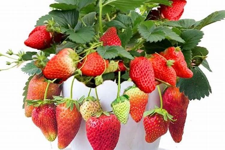 草莓秧子怎么种植？