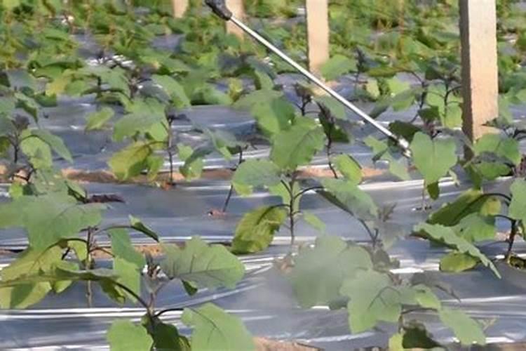 红糖加醋做叶面肥红糖加醋当叶面肥的好处