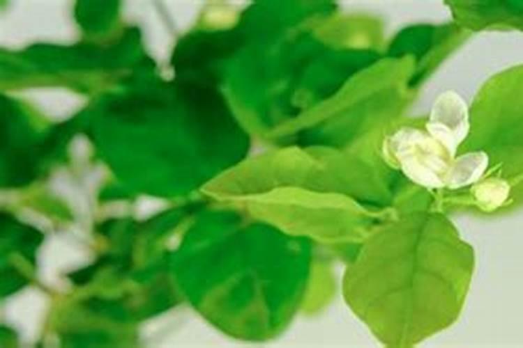 茉莉花叶子干枯掉叶子怎么办