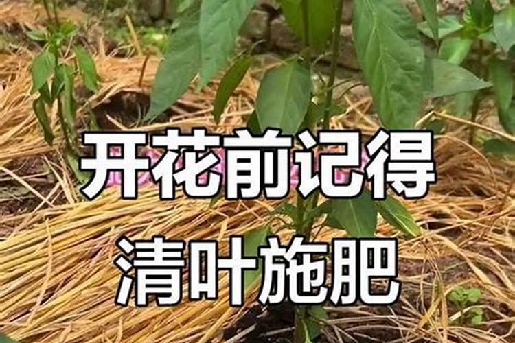 辣椒高产施肥的正确方法(辣样施肥有哪些规律和技巧)