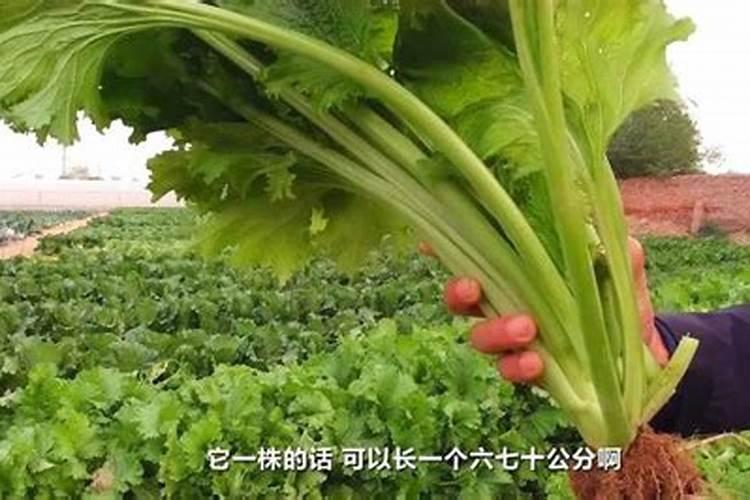 老师怎样种才能提高油麦菜产量？