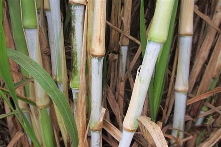 种植皇竹草施什么肥好？