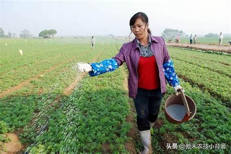 茶叶过量施肥多弊病