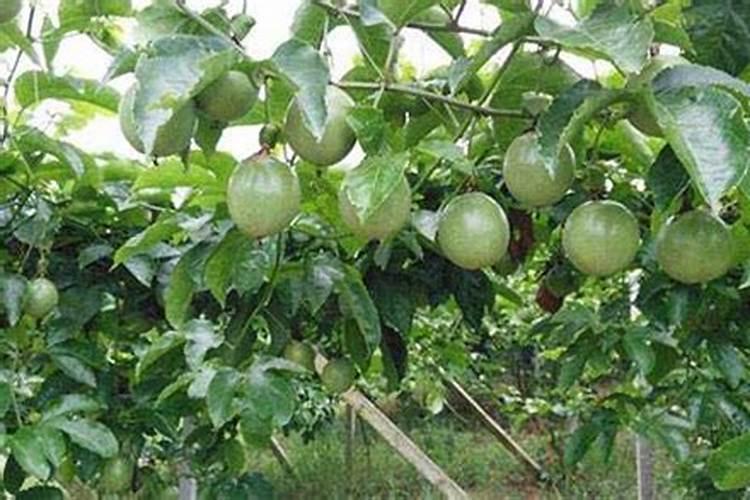 百香果能用磷酸二氢钾喷吗 这样用效果很不错!