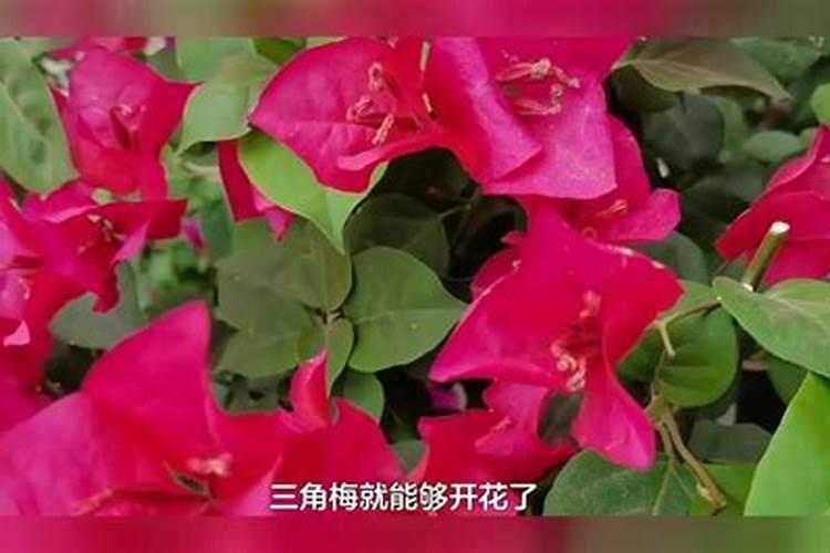 三角梅经常不开花怎么办 有哪些催花方法