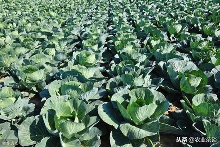 水培植物到底需不需要加营养液？