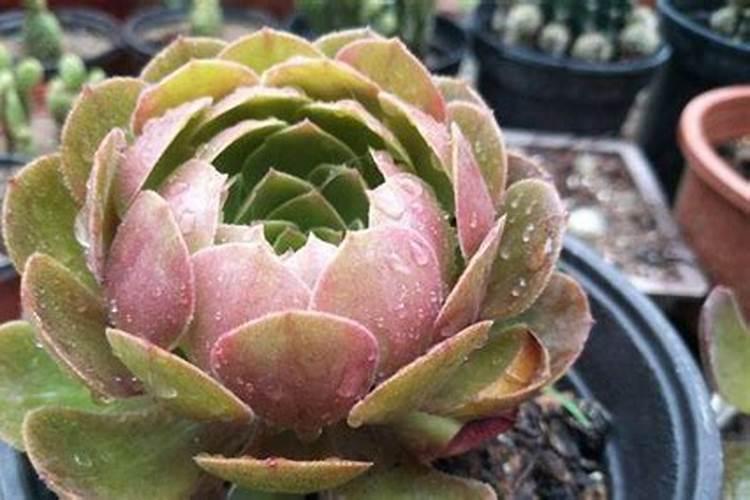 植物营养液怎么用