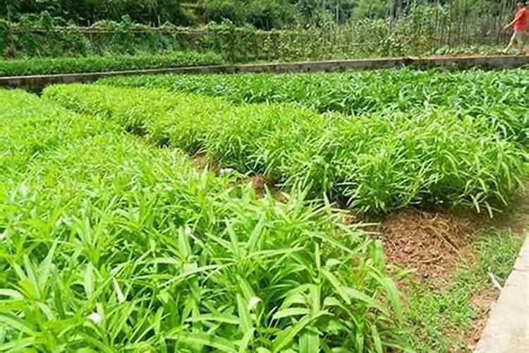 空心菜施什么肥长得快又嫩