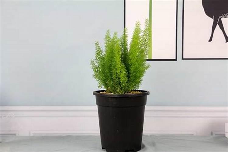 养天门冬上什么肥料好