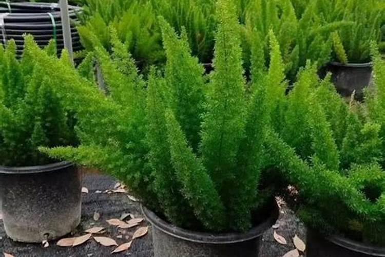 养天门冬上什么肥料好