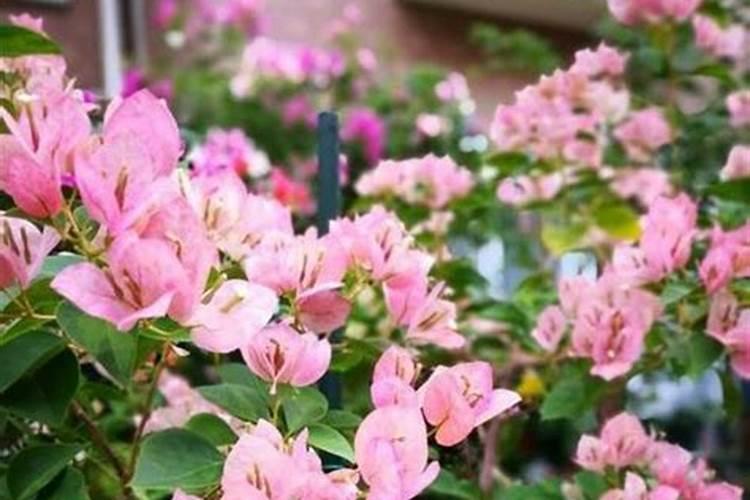 “三角梅”不开花？用这种“脏东西”作肥料,花朵开满墙!