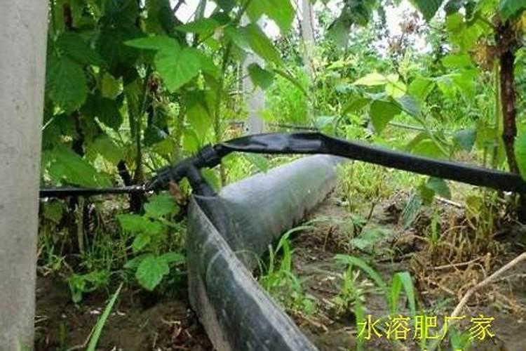 水容肥给果树多久施肥一次