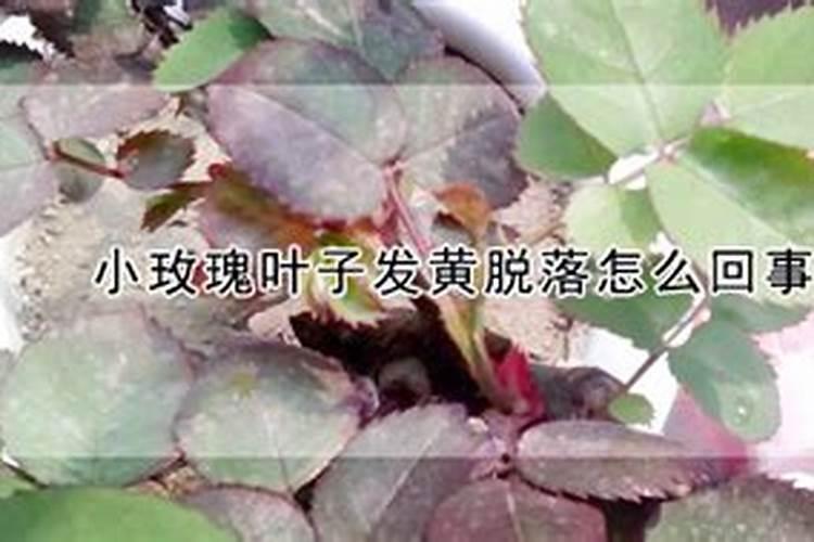 沙漠玫花复盆后叶子长小生长也不快怎么回事？