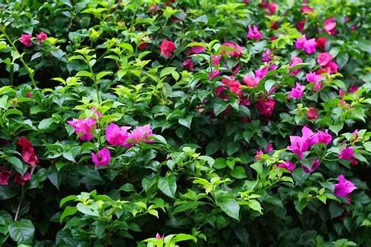 三角梅不开花时用什么肥料