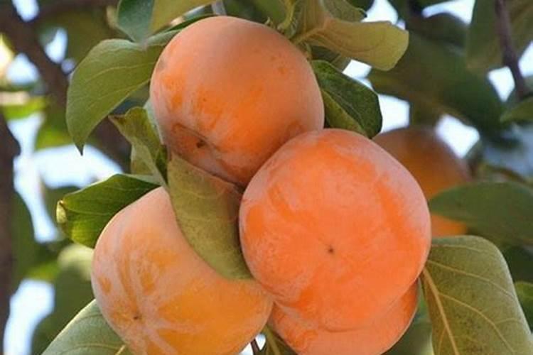 阳丰甜柿还敢种植吗