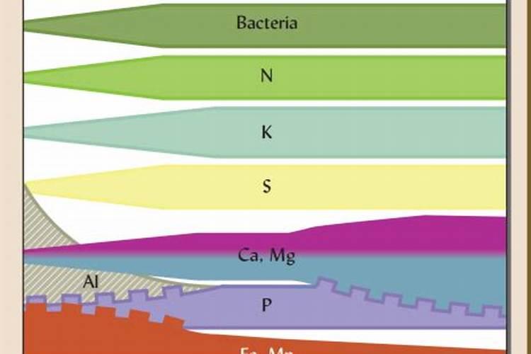 忍冬叶与金银花有区别吗？