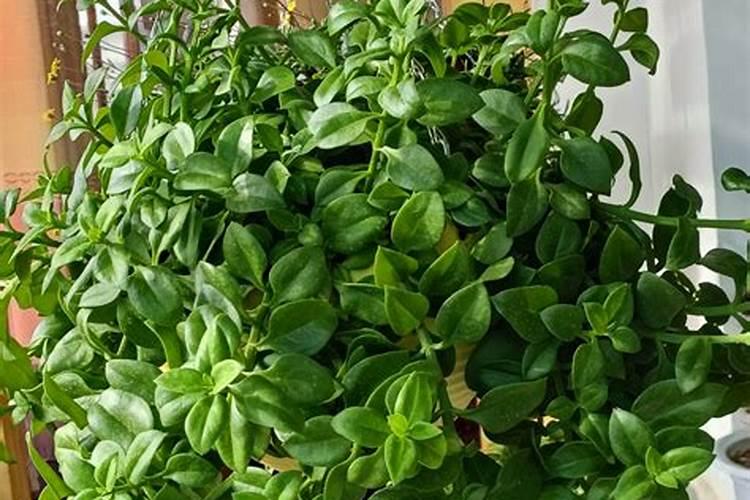 牡丹吊兰能长成老桩吗