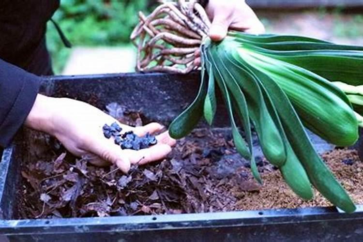 君子兰在春季应如何施肥